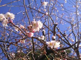 ＊世田谷のオトナ遊び2005！＊　　2005,1,3_a0030038_15591148.jpg