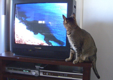 猫は魚を追跡する_a0014810_13182031.jpg