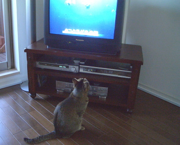 猫は魚を追跡する_a0014810_13182720.jpg