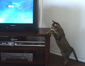 猫は魚を追跡する_a0014810_1318790.jpg