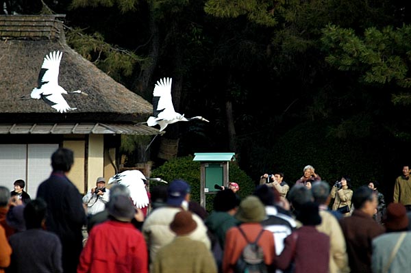 後楽園タンチョウ放鳥_b0001124_19311863.jpg