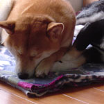 b0057675_1543534.jpg