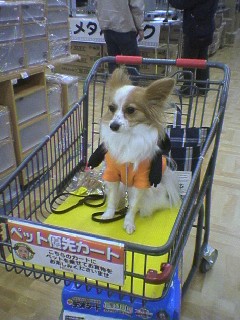 犬と共にお買い物_a0010408_21445396.jpg