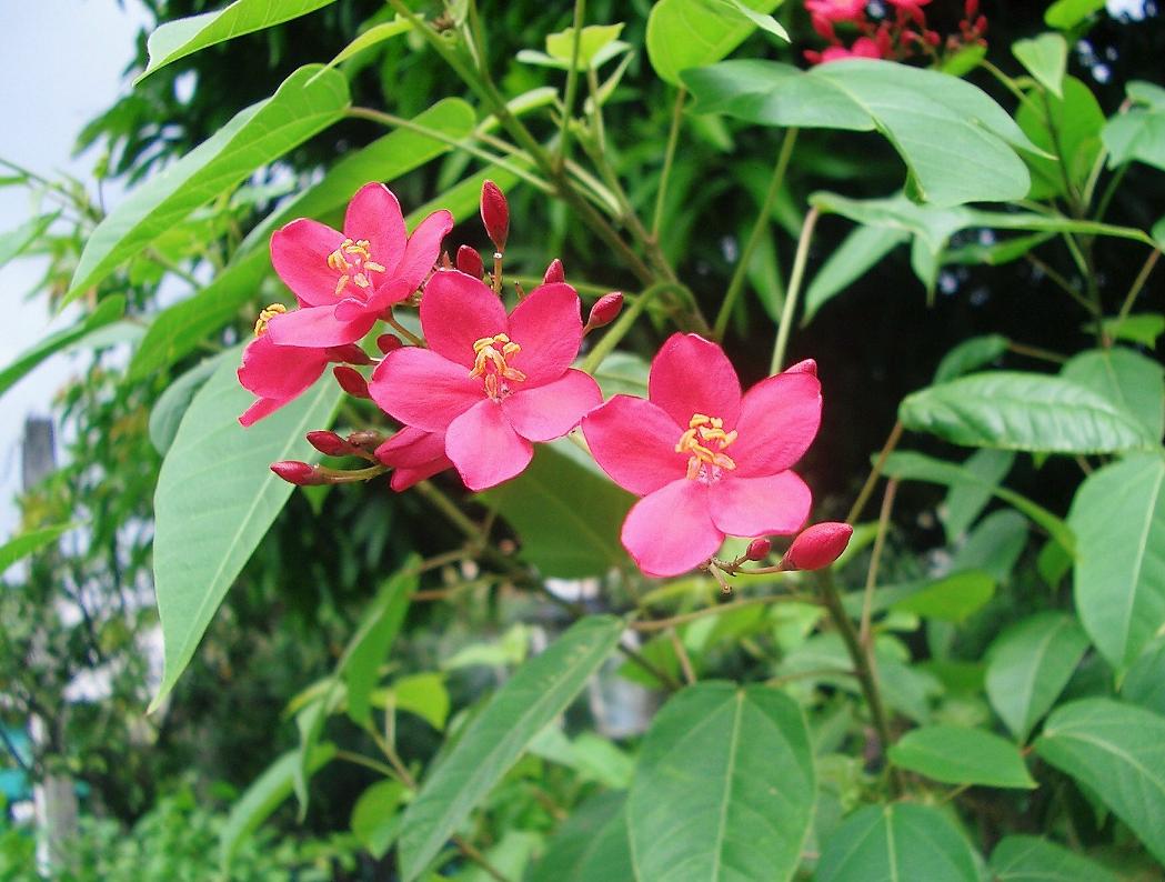 フィリピンの花（bulaklak ng Pilipinas）　その１_b0018885_1025192.jpg