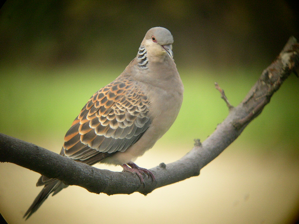 鳥の楽園・すみれば_b0049307_18582196.jpg