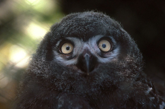 フクロウさん_b0057213_0125687.jpg