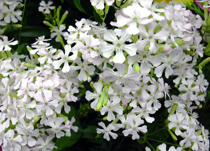 1月8日 シレネ桜小町 花ねこ日記