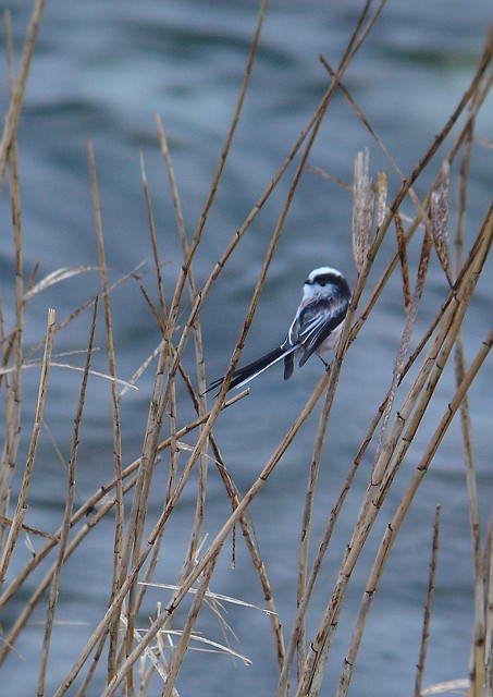 エナガ　Long-tailed Tit_b0039170_22594674.jpg