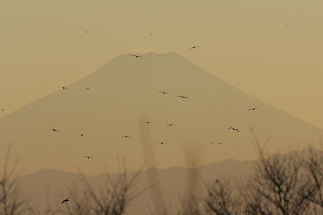 富士山と鳥_b0042282_2356065.jpg