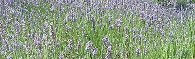 b0038810_1136648.jpg