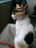 猫_b0017829_9372933.jpg