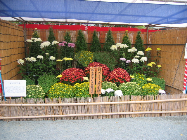 宗像神社菊花祭り３_c0014201_944549.jpg