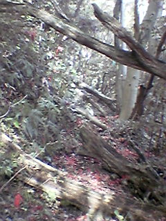 a0033733_2294643.jpg
