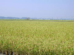 風車の回る丘（１）_b0053765_19412876.jpg