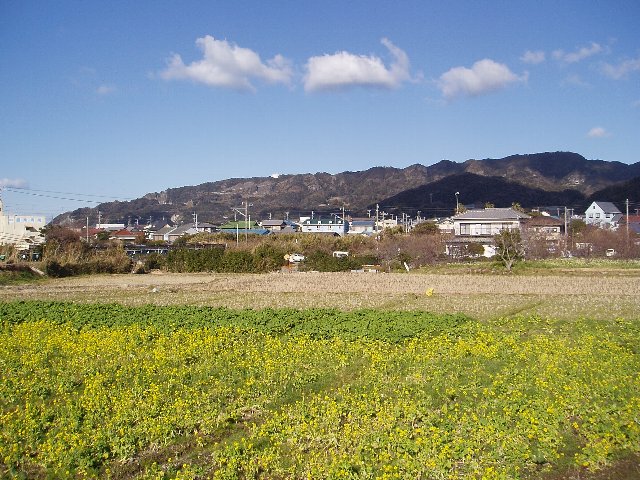 鋸南町水仙ロード_c0012640_13312024.jpg