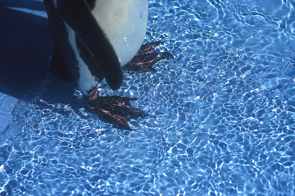 水の中の足_b0057213_012415.jpg