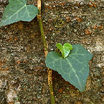 b0016730_9404736.gif