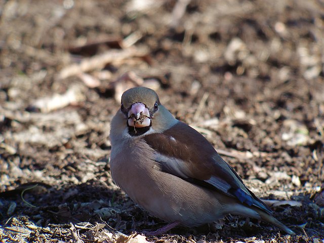 シメ　　Hawfinch/ Coccothraustes  coccothraustes_b0069564_18223284.jpg