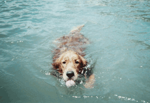 b0052564_14222112.gif