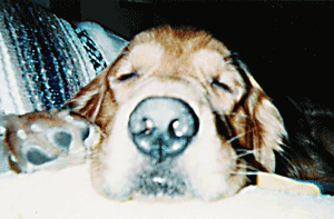 b0052564_1423291.gif