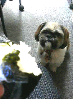 b0054283_1253748.gif
