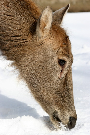 雪を食べる_b0016600_1151422.jpg