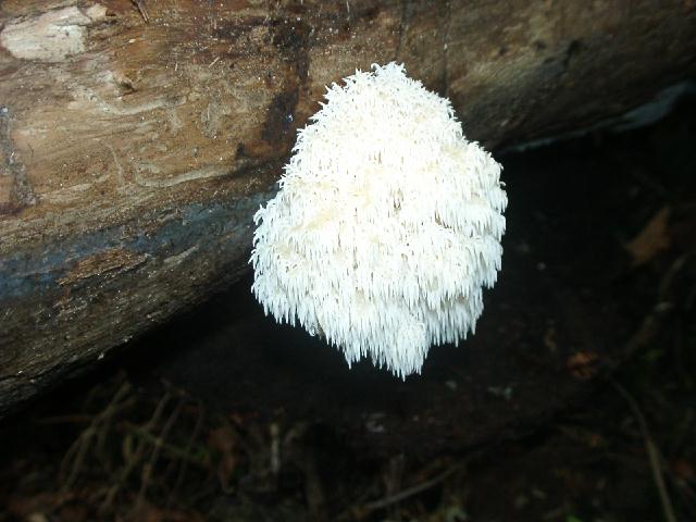 c0026627_9294460.jpg
