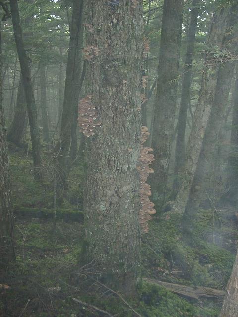 c0026627_938177.jpg