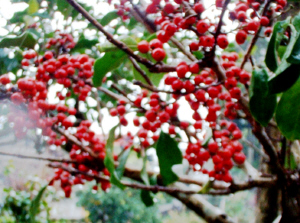 庭のモチの木の真っ赤な実_b0039852_13195997.jpg