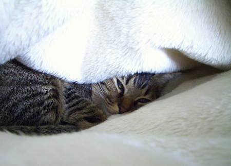猫は寒いし眠いし、ほっといて_a0014810_1375019.jpg