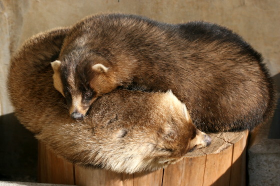 安心_b0016600_1205595.jpg