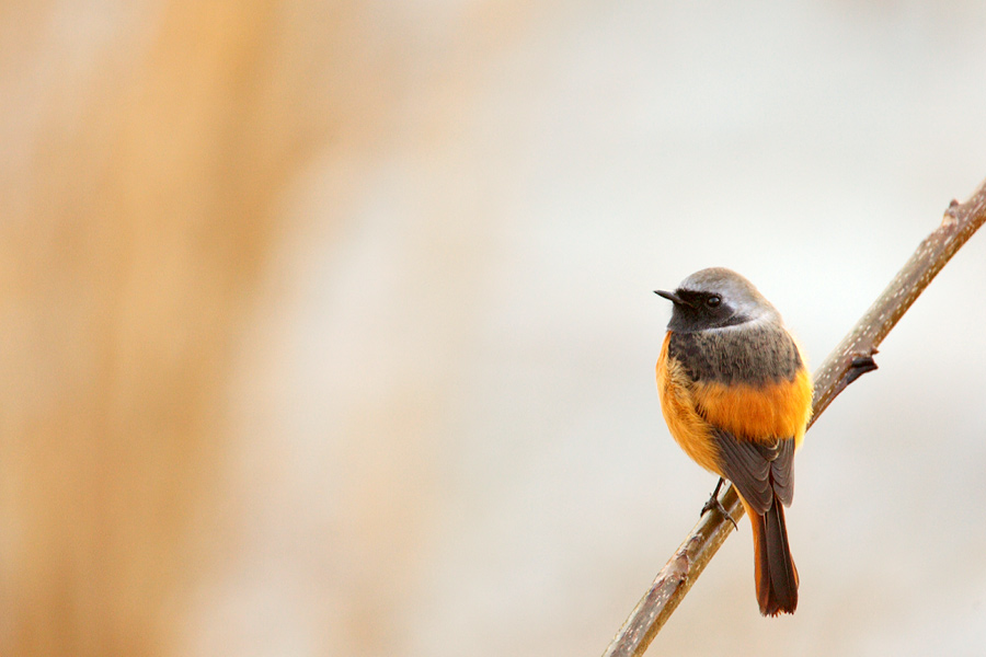 Daurian Redstart ジョウビタキ_c0034905_22274592.jpg