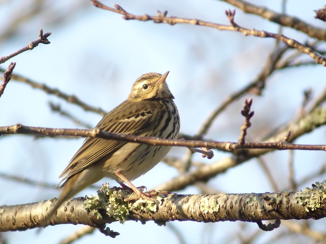 野鳥の名前_b0039170_9264491.jpg