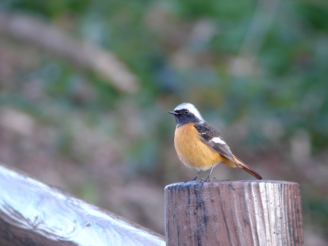 野鳥の名前_b0039170_92685.jpg