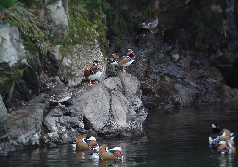 野鳥の名前_b0039170_9272243.jpg