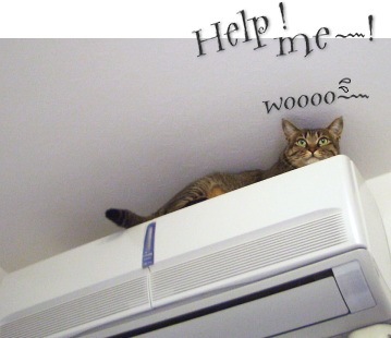 猫は助けを求める_a0014810_1233629.jpg