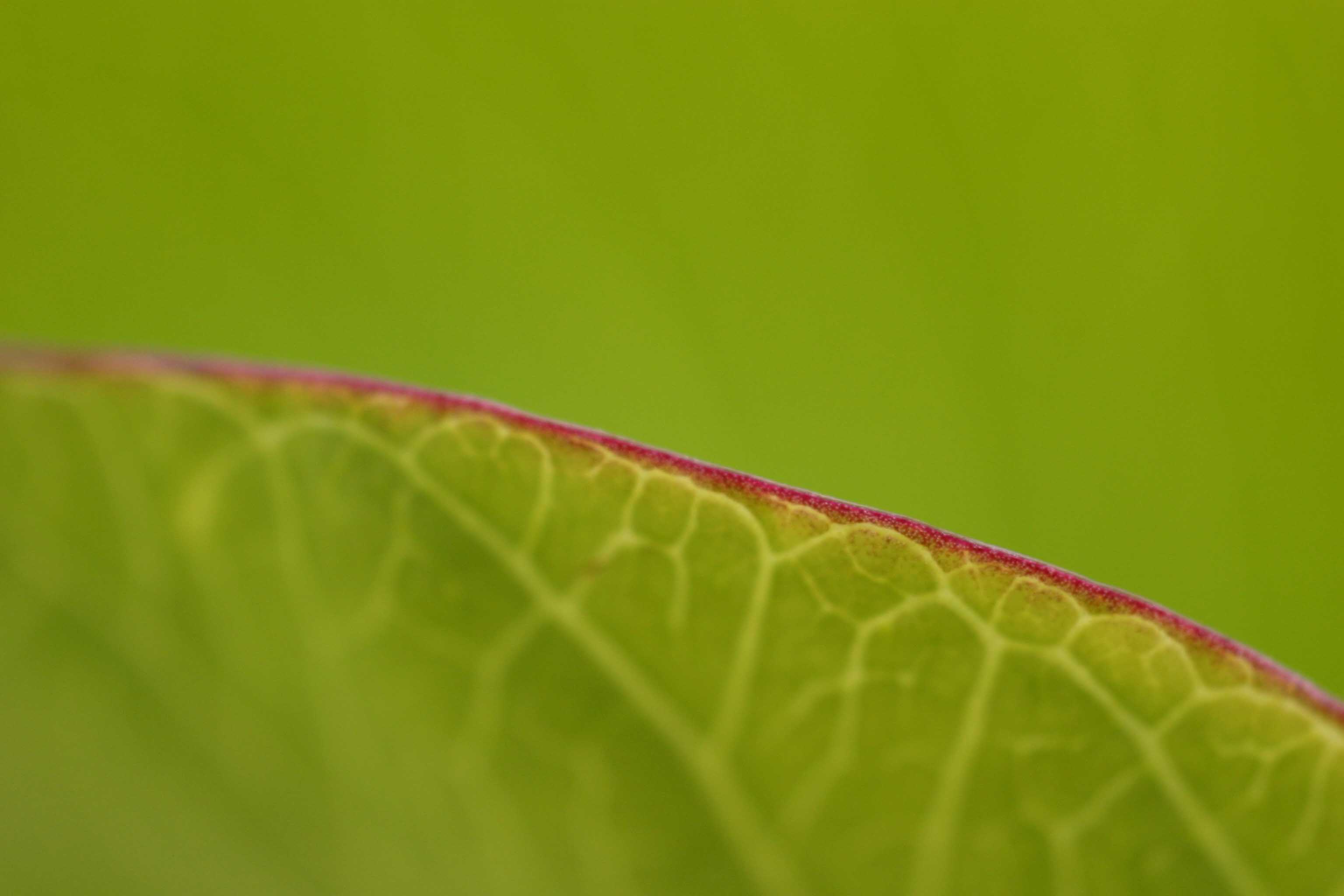 海辺の植物・・・・＃２_c0022344_1941583.jpg