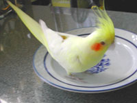 旧ポキート日記より _mido_c0032056_10182747.jpg