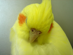 旧ポキート日記より _mido_c0032056_1121398.jpg