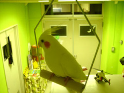 旧ポキート日記より _mido_c0032056_1145379.jpg