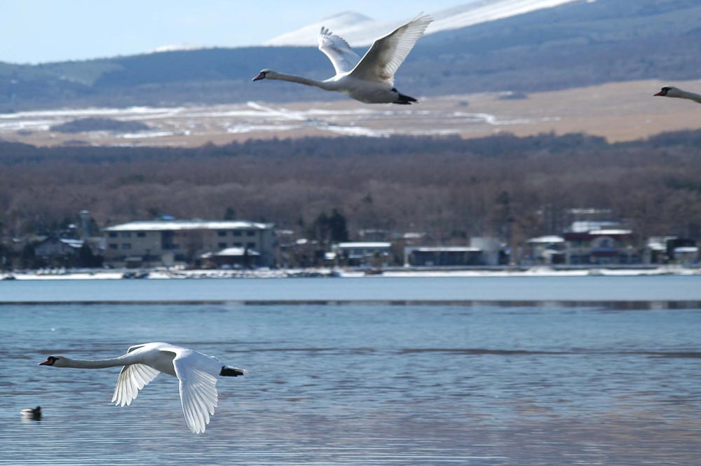 山中湖の白鳥たち　―その２―_b0031558_22132640.jpg