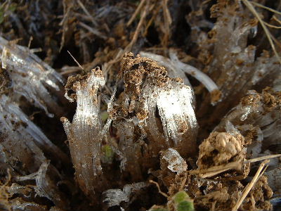 b0015260_8583712.jpg