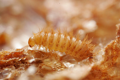 カマキリタマゴカツオブシムシ 生きもの写真家安田守の自然観察な日々 05年1月 07年9月 カマキリタマゴカツオブシムシ 生きもの写真家安田守の自然観察な日々 05年1月 07年9月