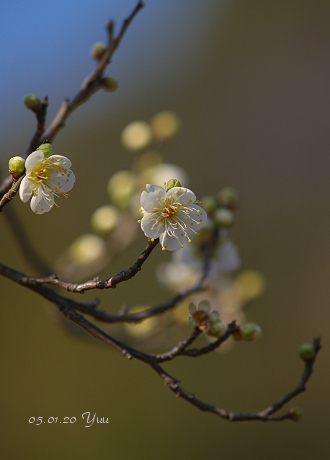 21世紀の森（松戸市）_c0032203_18181811.jpg