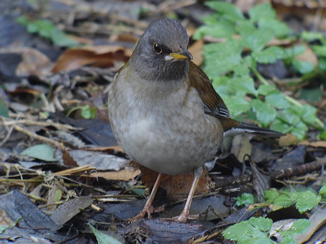 シロハラ　　Pale  Thrush/ Turdus  pallidus_b0069564_1540847.jpg