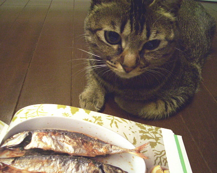 猫は魚に夢をみる_a0014810_1955249.jpg