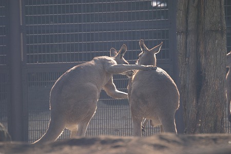 カツアゲ、ガルゥー♪_a0001562_2141484.jpg