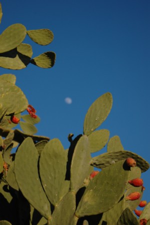 b0051186_2535976.jpg