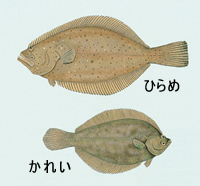 ★うまい魚を食べるために、各魚の味が落ちる時を知ろう!!_a0028694_123259100.jpg