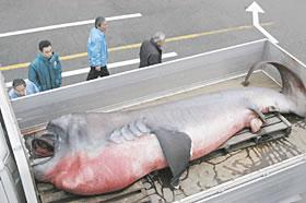 三重県で希少種のサメ メガマウス を捕獲 Loyayayaの日記